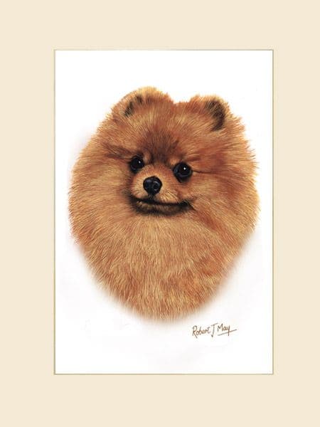 Original Pomeranian Painting