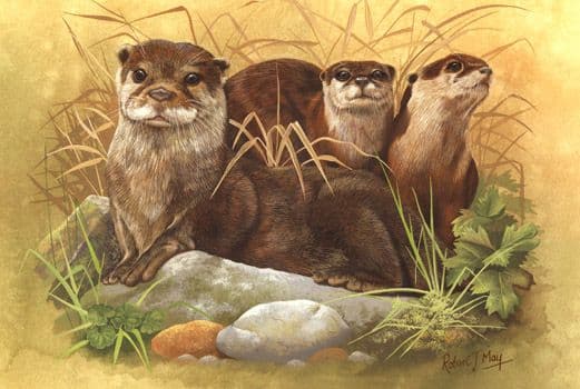 Otter by Daniel Allen Otter by Daniel Allen