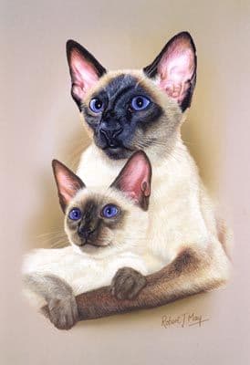 Siamese Cat & Kitten Print