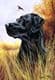 Signed Black Labrador Retriever Head Study Print RMSH09