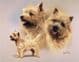 Signed Multistudy Cairn Terrier Print MS1014
