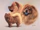 Signed Multistudy Chow Chow Print MS1015