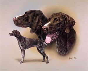 Signed Multistudy German Shorthaired Pointer Print MS1038