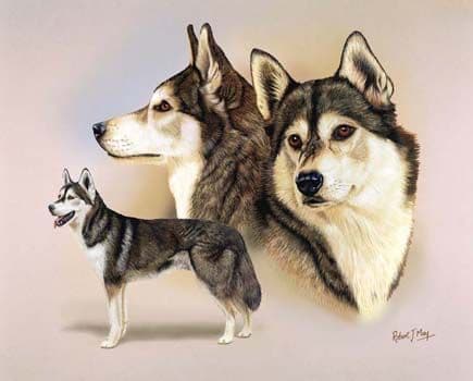 Signed Multistudy Siberian Husky Print MS1004