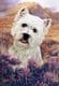 Signed West Highland White Terrier Head Study Print RMSH12