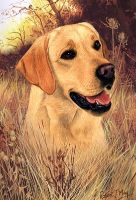 Signed Yellow Labrador Retriever Head Study Print RMSH08