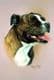 Staffordshire Bull Terrier Head Study Print RMDH141