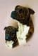Staffordshire Bull Terrier & Pup Print RMDH140