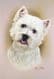 West Highland White Terrier Head Study Print RMDH146