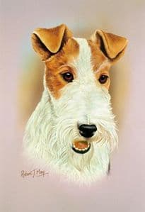 Wire Fox Terrier Head Study Print RMDH150