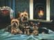 Yorkshire Terrier Open Edition Print RMFF4