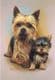 Yorkshire Terrier & Pup Print RMDH151