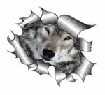 Ripped Torn Metal Design With Cute Wolf Wolves Face Eyes Motif External Vinyl Car Sticker 105x130mm